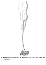 Floscularia pedunculata