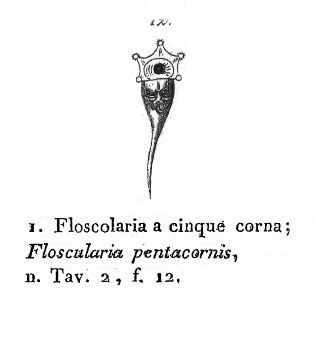 Floscularia pentacornis - Original description image