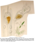 Floscularia proboscidea