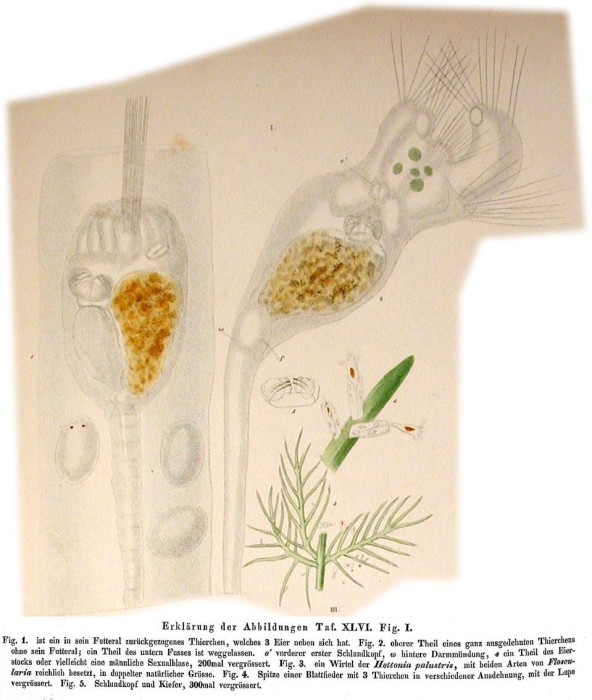 Floscularia proboscidea Floscularia proboscidea