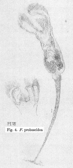 Floscularia proboscidea