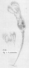 Floscularia proboscidea