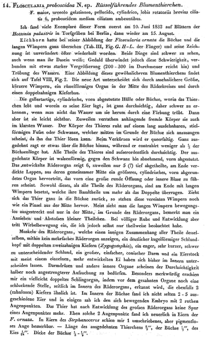 Floscularia proboscidea - Original description image