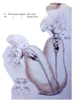 Floscularia regalis