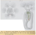 Floscularia regalis