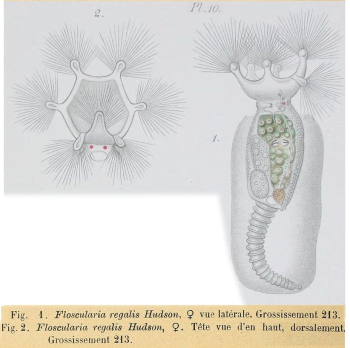 Floscularia regalis Floscularia regalis