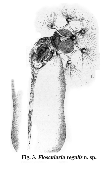 Floscularia regalis - Original description image