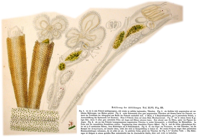 Floscularia ringens Floscularia ringens