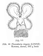 Floscularia ringens