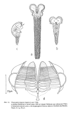 Floscularia ringens