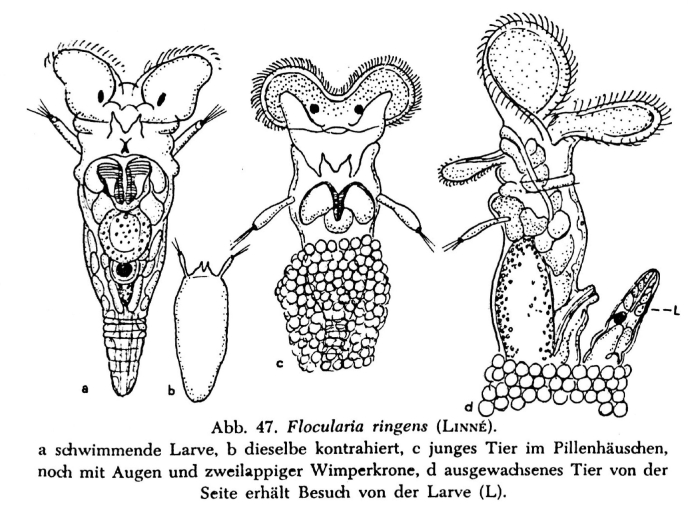 Floscularia ringens Floscularia ringens