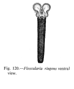 Floscularia ringens
