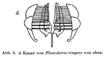 Floscularia ringens