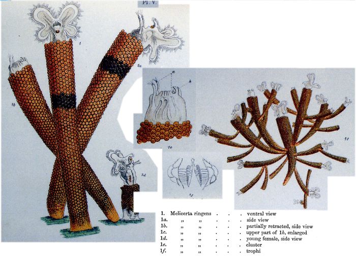 Floscularia ringens Floscularia ringens