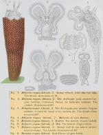 Floscularia ringens