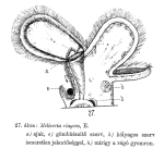 Floscularia ringens