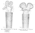 Floscularia ringens