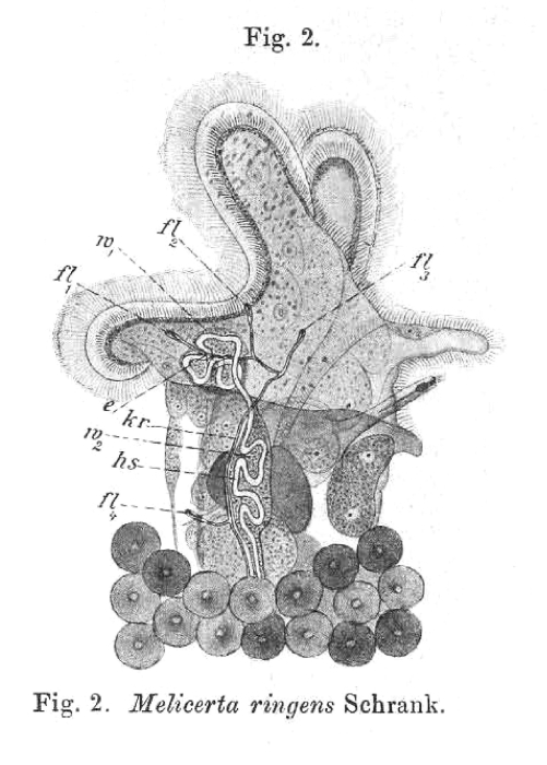 Floscularia ringens Floscularia ringens