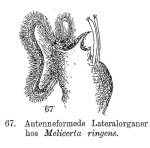 Floscularia ringens