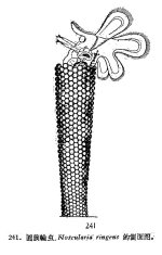 Floscularia ringens