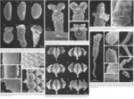 Floscularia ringens