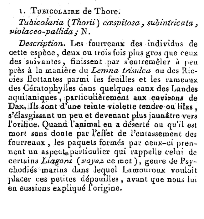 Floscularia thorii - Original description image