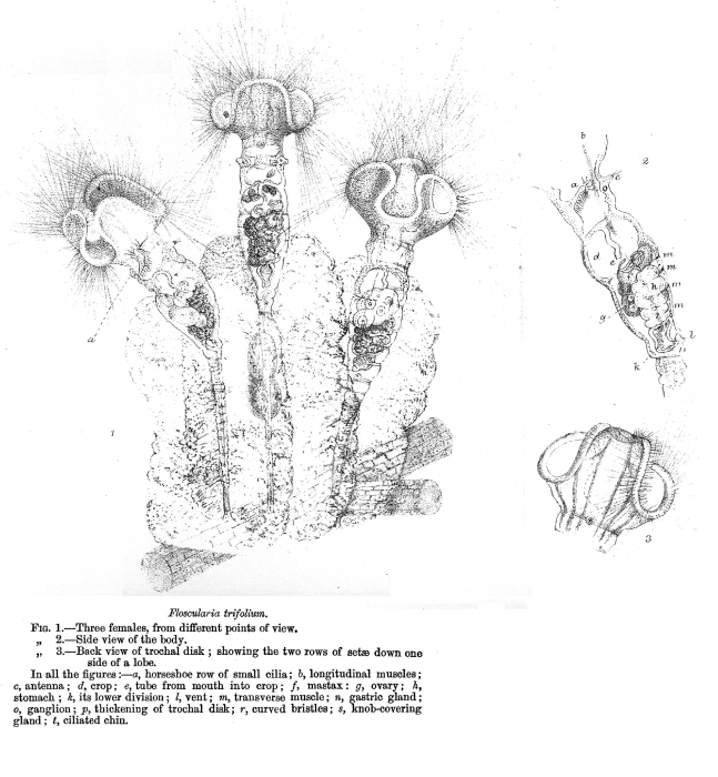 Floscularia trifolium - Original description image