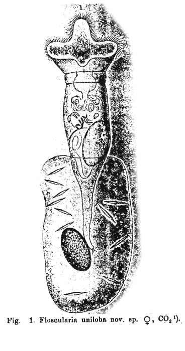 Floscularia uniloba - Original description image