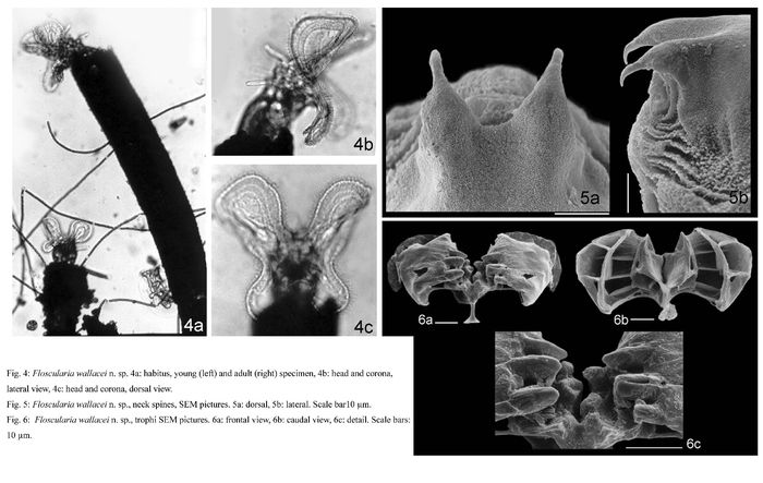 Floscularia wallacei - Original description image
