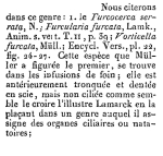 Furcocerca serrata - Original description image