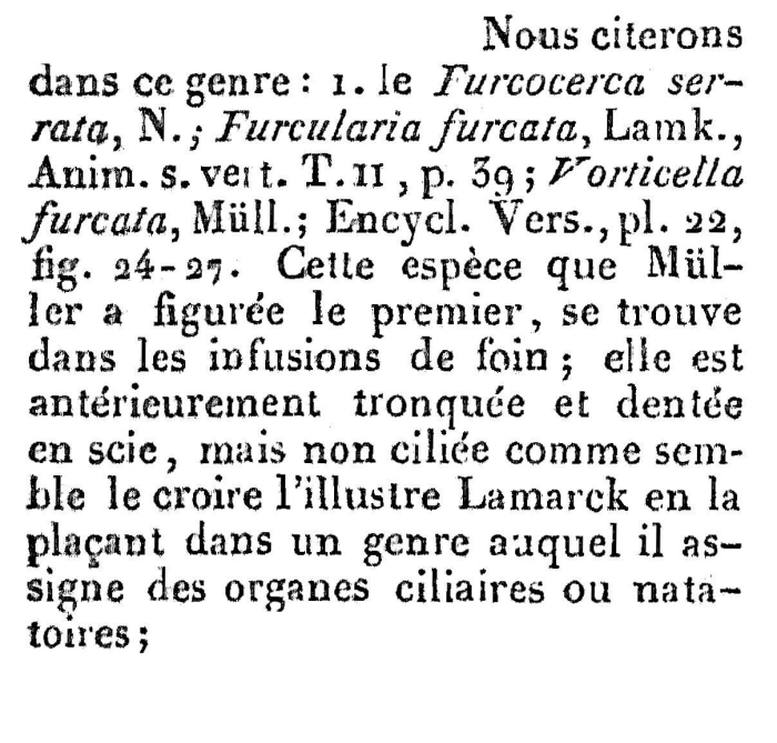 Furcocerca serrata - Original description image