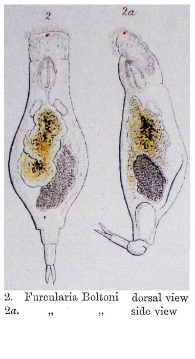 Furcularia boltoni - Original description image