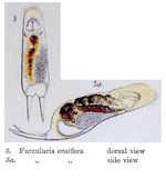 Furcularia ensifera - Original description image