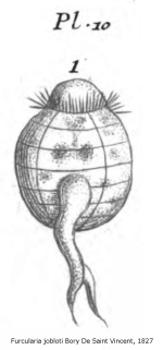Furcularia jobloti
