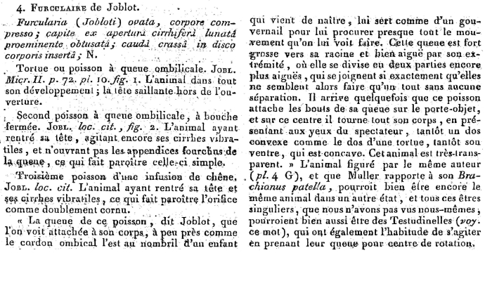 Furcularia jobloti