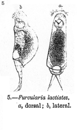 Furcularia lactistes - Original description image