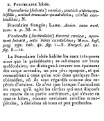 Furcularia lobata - Original description image