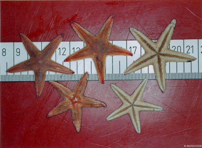 Astropecten irregularis (Pennant, 1777) Astropecten irregularis (Pennant, 1777)