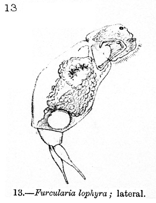 Furcularia lophyra - Original description image