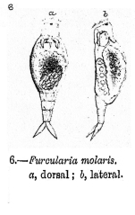 Furcularia molaris - Original description image
