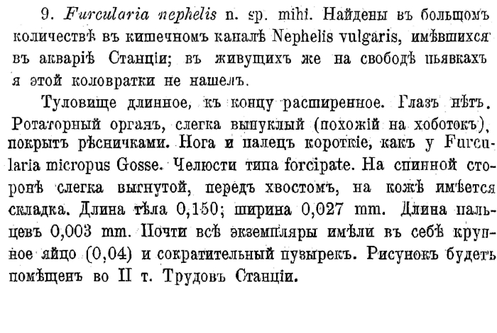Furcularia nephelis - Original description image