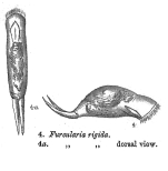 Furcularia rigida - Original description image