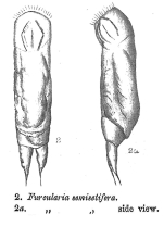 Furcularia semisetifera - Original description image
