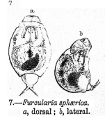 Furcularia sphaerica - Original description image