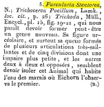 Furcularia stentorea