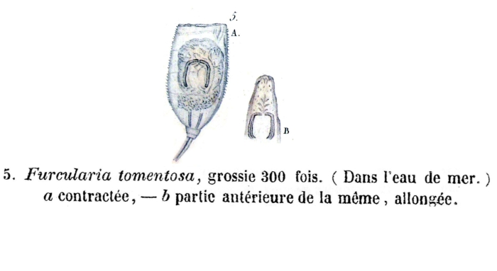 Furcularia tomentosa - Original description image