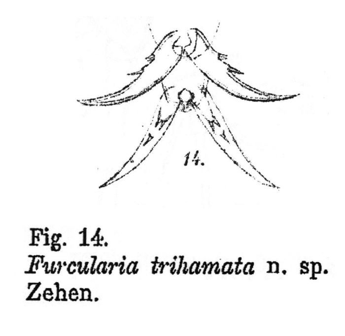 Furcularia trihamata - Original description image