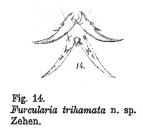 Furcularia trihamata