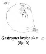Gastropus bretensis - Original description image