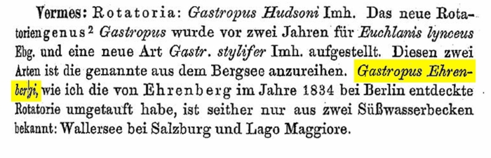 Gastropus ehrenbergi Gastropus ehrenbergi